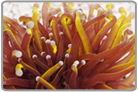 Gold Torch Coral